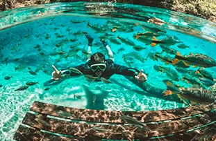 Bonito